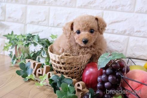 成約済の滋賀県のトイプードル-167339の7枚目