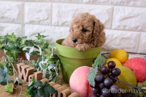 成約済の滋賀県のトイプードル-167339の2枚目