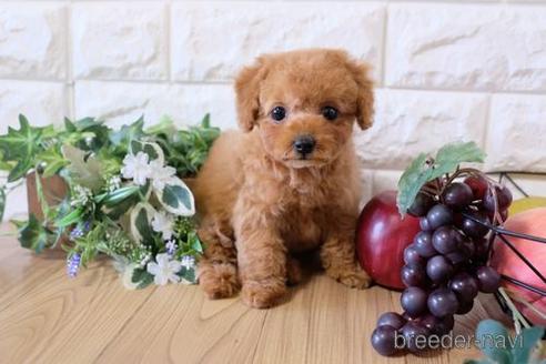成約済の滋賀県のトイプードル-167341の1枚目