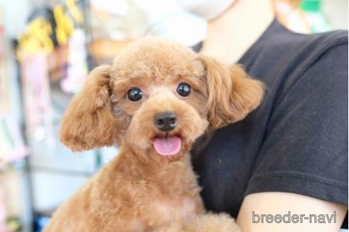 成約済の滋賀県のトイプードル-167341の5枚目