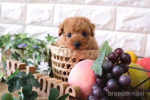 成約済の滋賀県のトイプードル-167341の3枚目