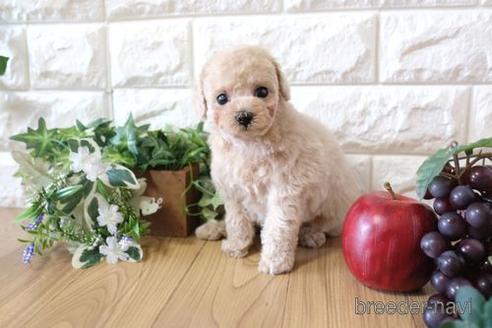 成約済の滋賀県のトイプードル-167342の6枚目