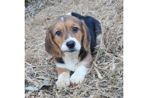 成約済の神奈川県のミックス犬-162883の1枚目