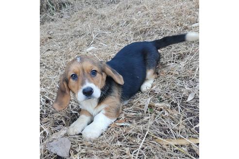 成約済の神奈川県のミックス犬-162883の5枚目