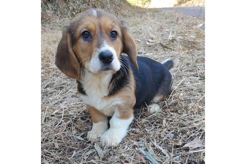 成約済の神奈川県のミックス犬-162883の4枚目