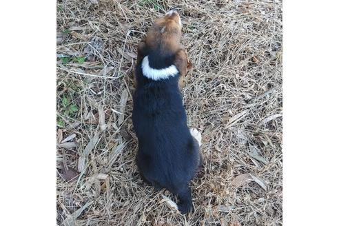 成約済の神奈川県のミックス犬-162883の3枚目