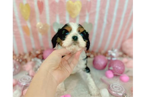 成約済の福岡県のキャバリアキングチャールズスパニエル-169221の1枚目