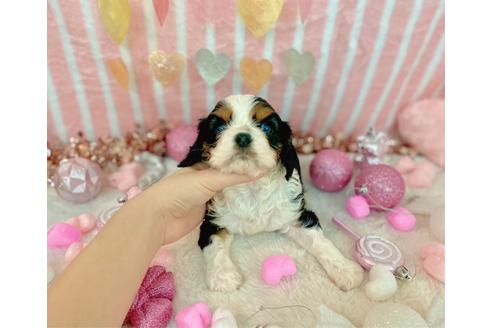 成約済の福岡県のキャバリアキングチャールズスパニエル-169221の10枚目