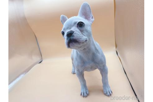 成約済の東京都のフレンチブルドッグ-162460の12枚目