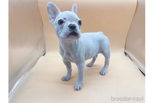 成約済の東京都のフレンチブルドッグ-162460の11枚目