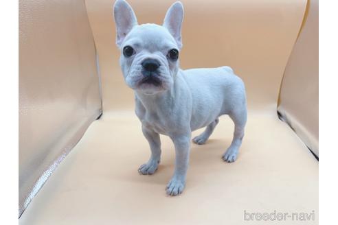 成約済の東京都のフレンチブルドッグ-162460の10枚目