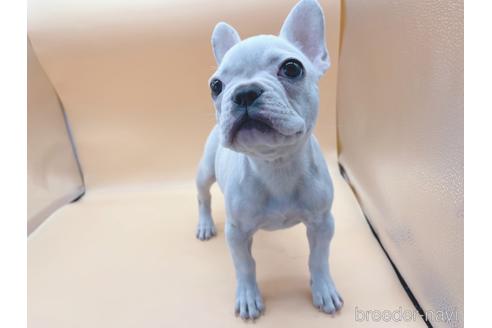 成約済の東京都のフレンチブルドッグ-162460の9枚目