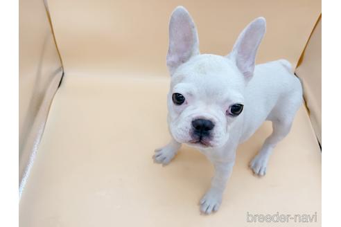 成約済の東京都のフレンチブルドッグ-162460の8枚目