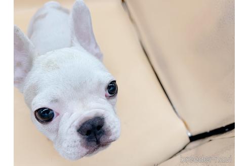 成約済の東京都のフレンチブルドッグ-162460の7枚目
