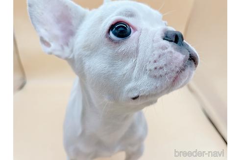 成約済の東京都のフレンチブルドッグ-162460の6枚目