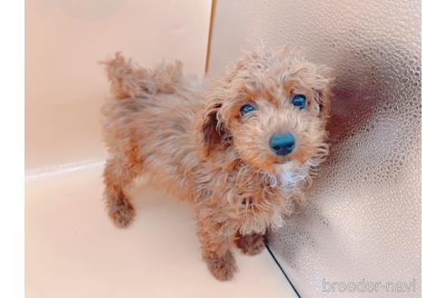 成約済の東京都のティーカッププードル-163397の27枚目