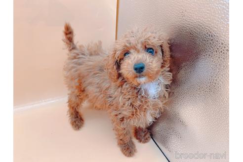 成約済の東京都のティーカッププードル-163397の26枚目