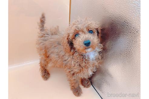 成約済の東京都のティーカッププードル-163397の28枚目