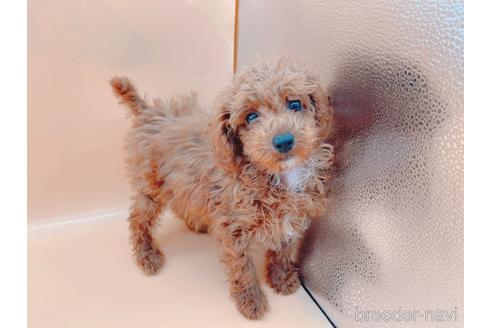 成約済の東京都のティーカッププードル-163397の29枚目