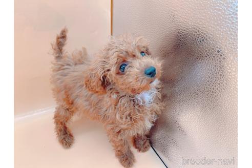 成約済の東京都のティーカッププードル-163397の30枚目