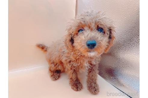 成約済の東京都のティーカッププードル-163397の31枚目