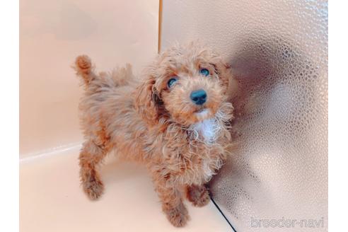 成約済の東京都のティーカッププードル-163397の32枚目