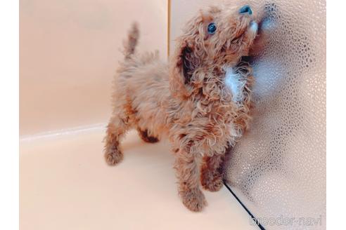 成約済の東京都のティーカッププードル-163397の25枚目