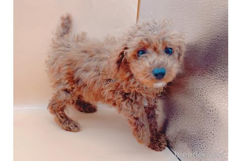 成約済の東京都のティーカッププードル-163397の24枚目