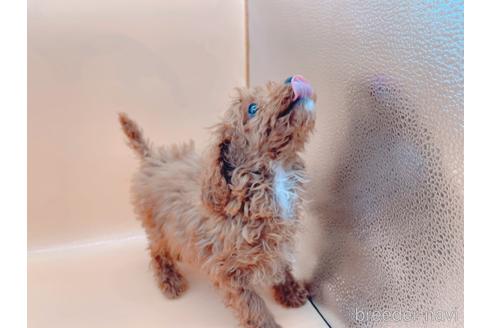 成約済の東京都のティーカッププードル-163397の23枚目