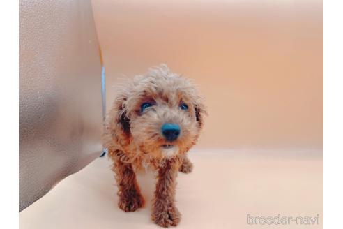 成約済の東京都のティーカッププードル-163397の22枚目