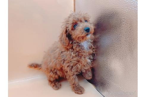 成約済の東京都のティーカッププードル-163397の21枚目