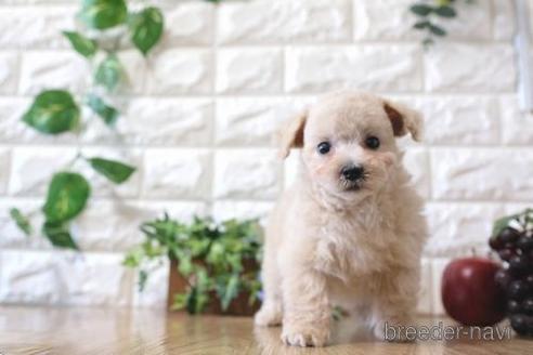 成約済の滋賀県のトイプードル-167344の1枚目