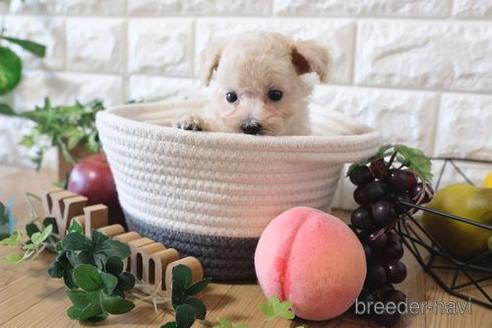 成約済の滋賀県のトイプードル-167344の7枚目