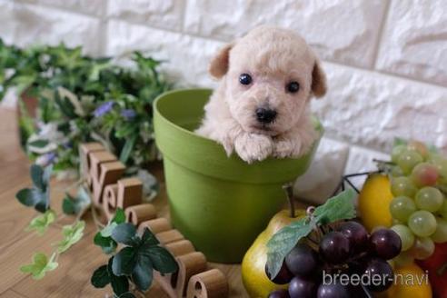 成約済の滋賀県のトイプードル-167344の3枚目