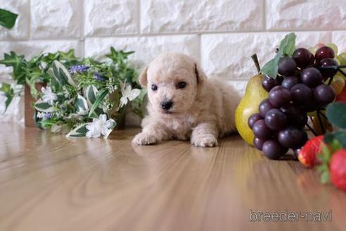 成約済の滋賀県のトイプードル-167344の2枚目
