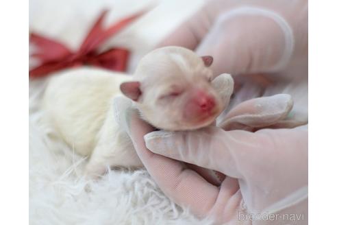 成約済の埼玉県のタイニープードル-169228の3枚目