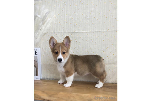 成約済の愛媛県のウェルシュコーギーペンブローク-161829の5枚目