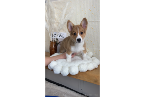 成約済の愛媛県のウェルシュコーギーペンブローク-161829の7枚目