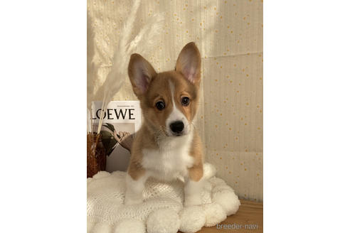 成約済の愛媛県のウェルシュコーギーペンブローク-161829の4枚目