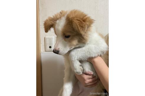 成約済の東京都のボーダーコリー-160956の4枚目