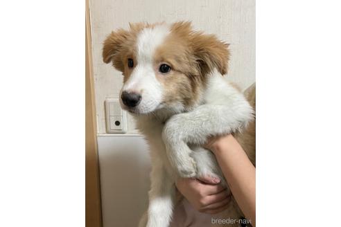 成約済の東京都のボーダーコリー-160956の5枚目