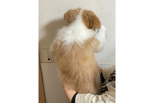 成約済の東京都のボーダーコリー-160956の2枚目