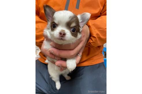 成約済の静岡県のチワワ(ロングコート)-168242の1枚目