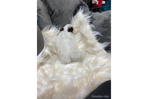 成約済の静岡県のチワワ(ロングコート)-168242の2枚目