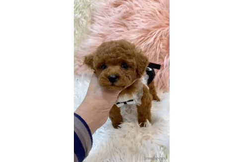 成約済の福岡県のティーカッププードル-169241の4枚目