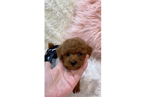 成約済の福岡県のティーカッププードル-169241の3枚目