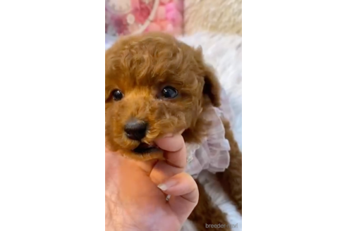 成約済の福岡県のタイニープードル-169242の1枚目