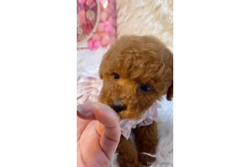 成約済の福岡県のタイニープードル-169242の2枚目