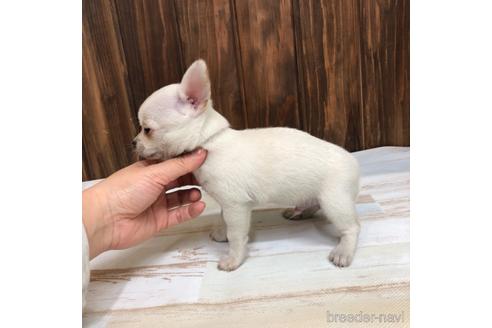 成約済の愛知県のチワワ(スムースコート)-169243の2枚目