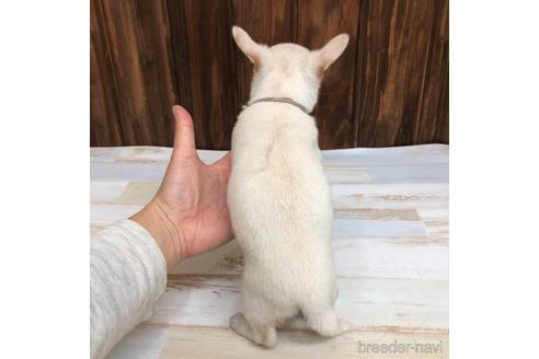 成約済の愛知県のチワワ(スムースコート)-169243の3枚目